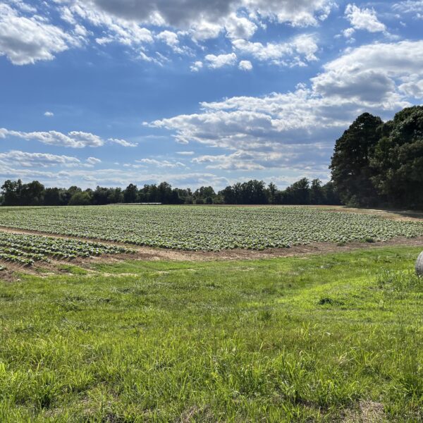 field under blue sky