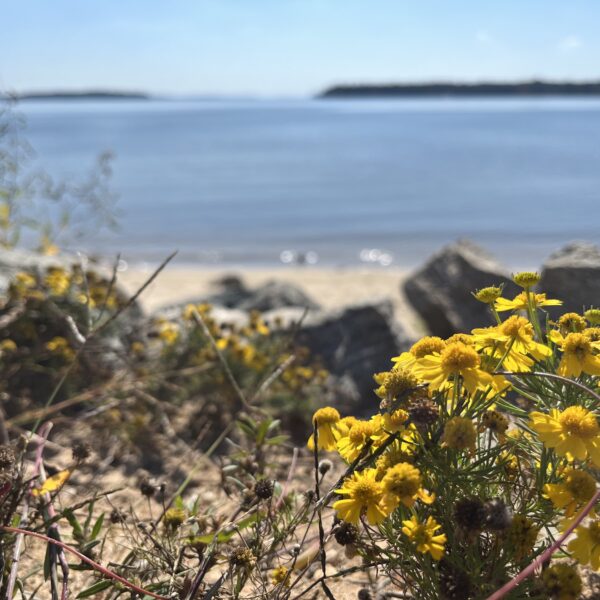 yellow flowers by lake