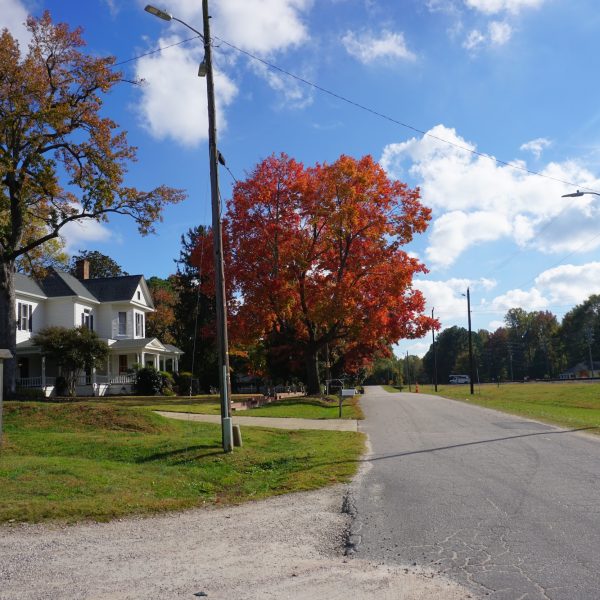youngsville rural road and sugar maple tree