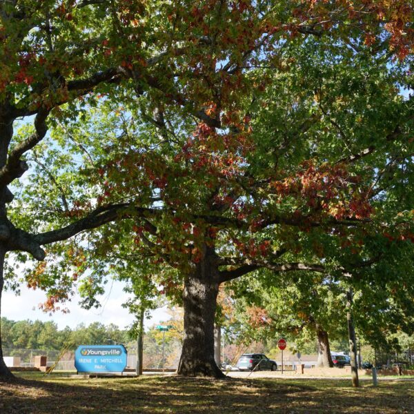 big oak tree by a park